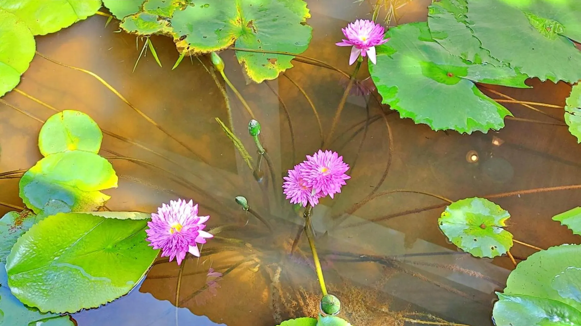 Sunrise Hotel Luang Prabang Mekong River منتجع