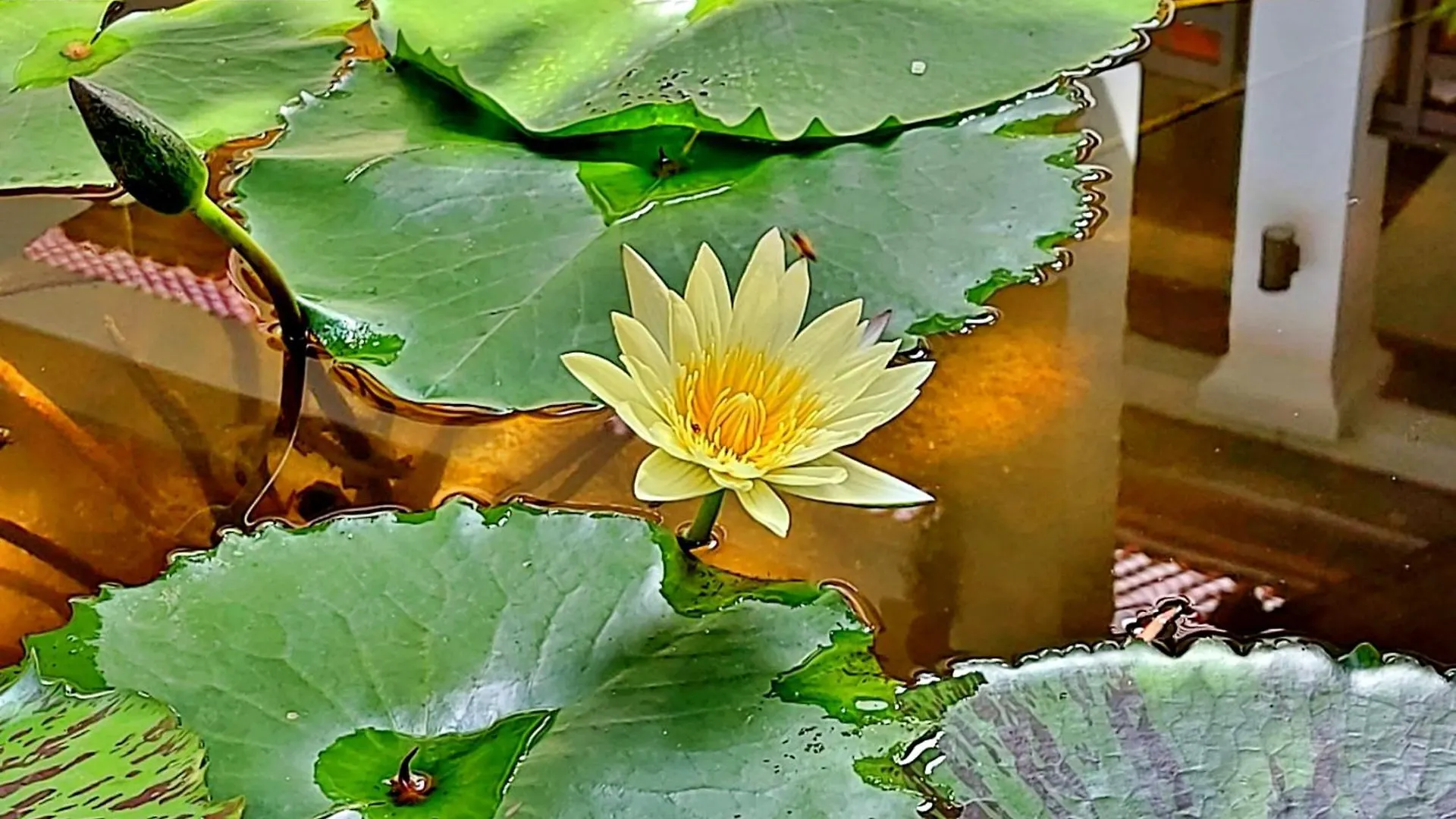 Sunrise Hotel Luang Prabang Mekong River منتجع